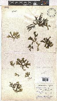 Dictyota liturata image