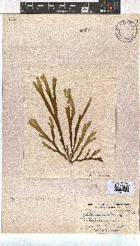 Dictyota naevosa image