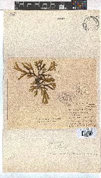 Dictyota dichotoma image
