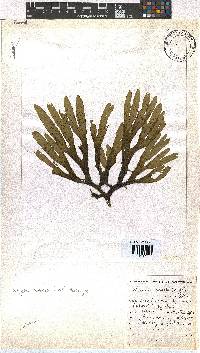 Dictyota naevosa image