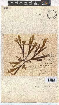 Dictyota naevosa image