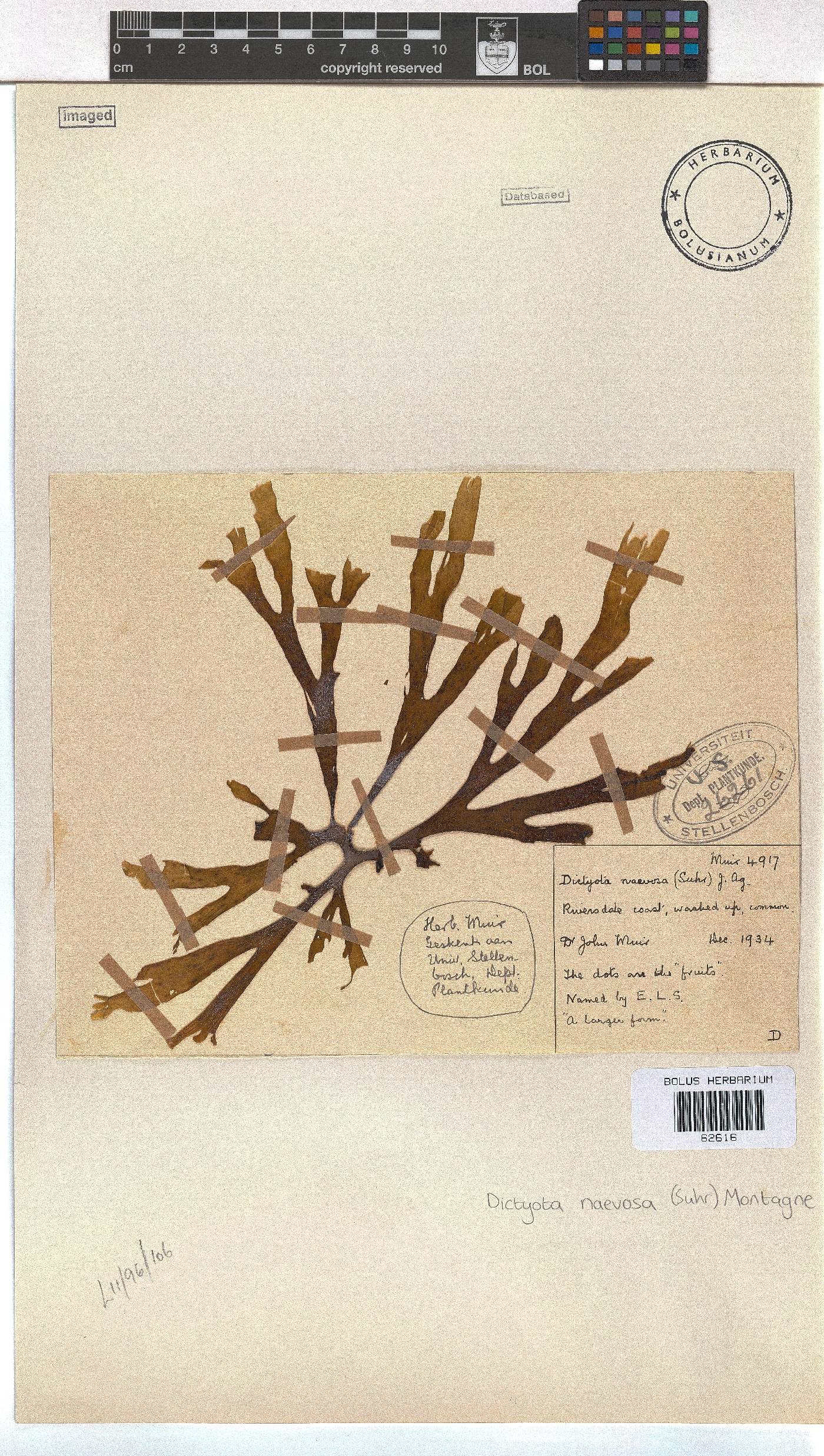 Dictyota naevosa image