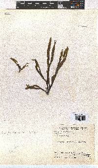 Dictyota naevosa image