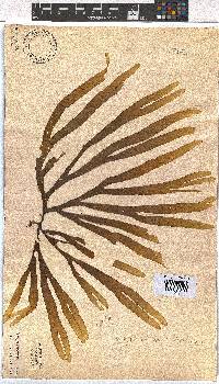 Dictyota naevosa image