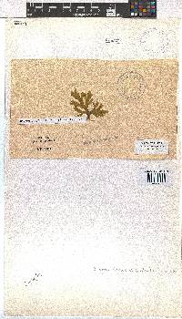 Dictyota dichotoma image