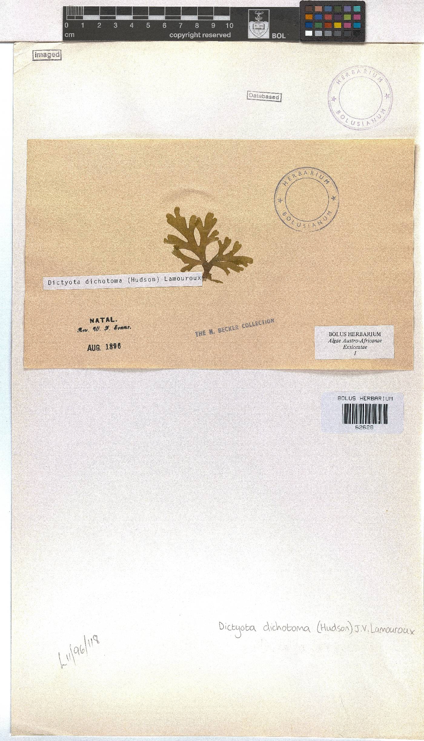 Dictyota dichotoma image