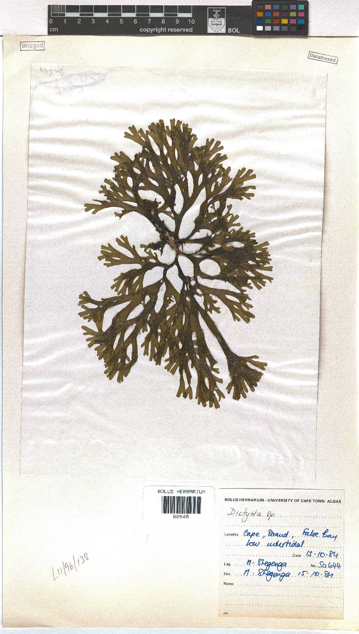 Dictyota image