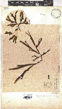 Dictyota naevosa image