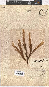Dictyota naevosa image