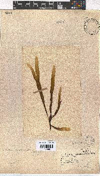 Dictyota naevosa image