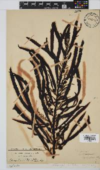 Anthophycus longifolius image