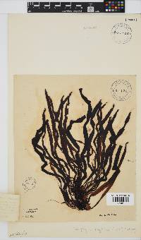 Anthophycus longifolius image