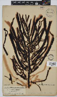 Anthophycus longifolius image