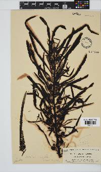 Anthophycus longifolius image