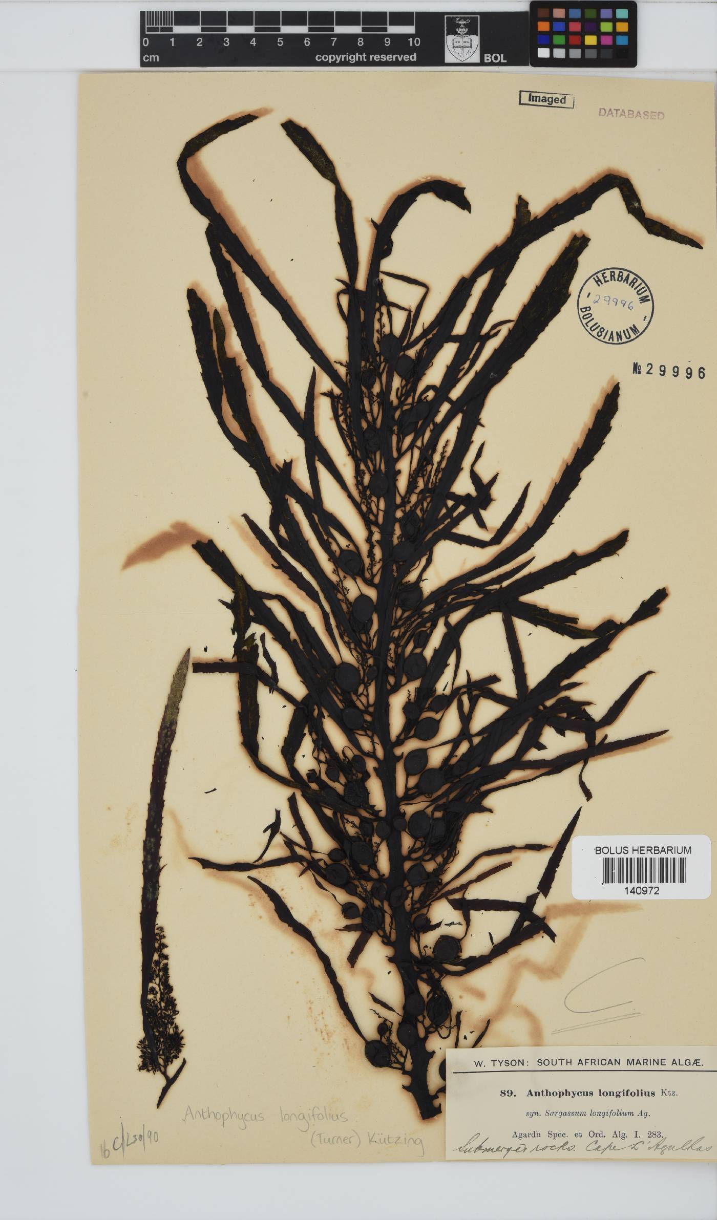 Anthophycus longifolius image