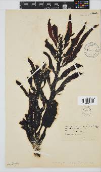 Anthophycus longifolius image