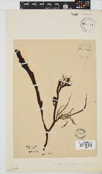 Anthophycus longifolius image