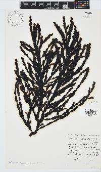 Axillariella constricta image