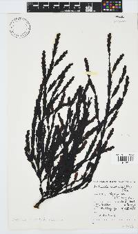 Axillariella constricta image