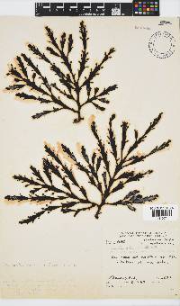 Axillariella constricta image