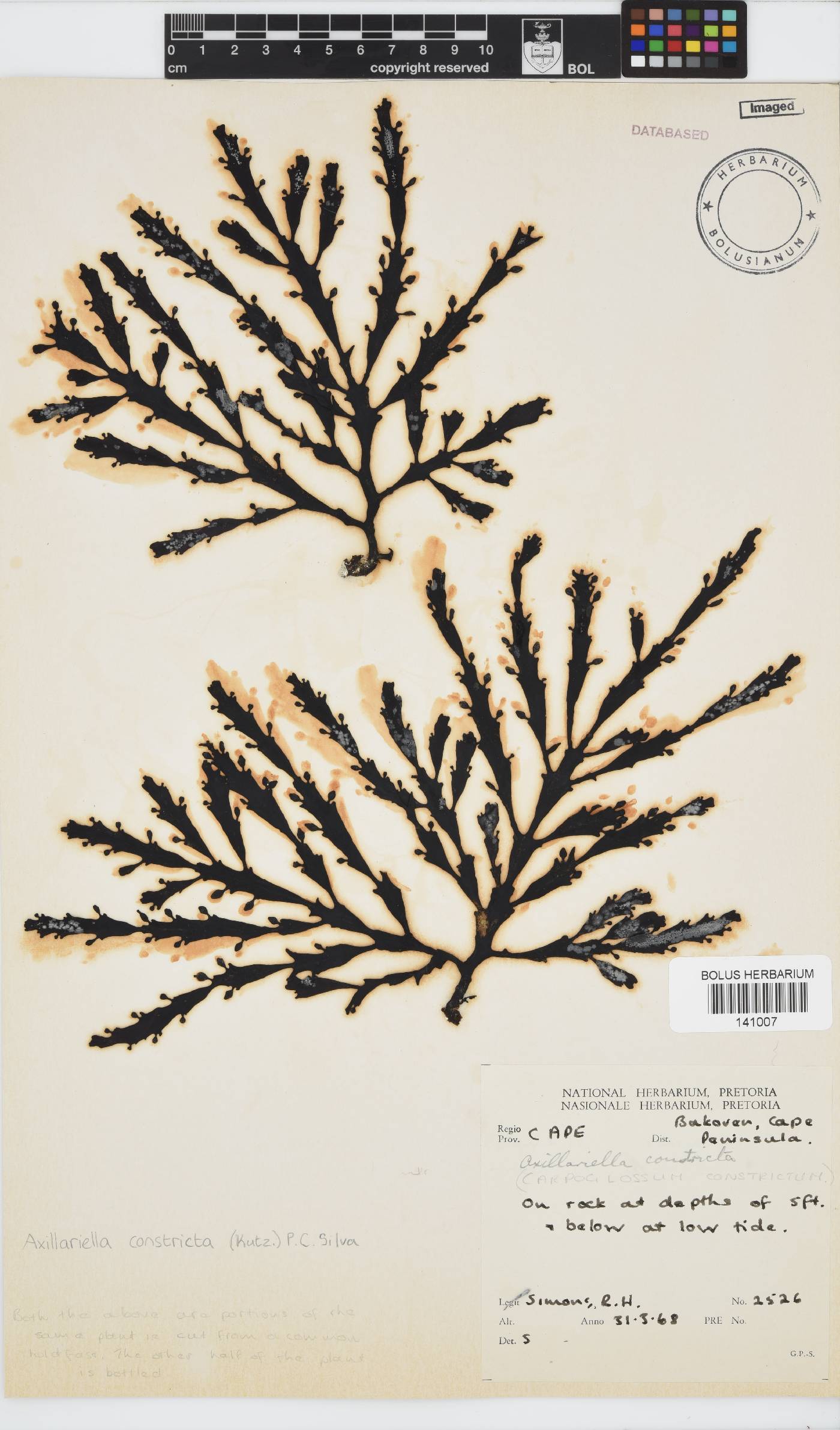 Axillariella constricta image