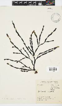 Axillariella constricta image