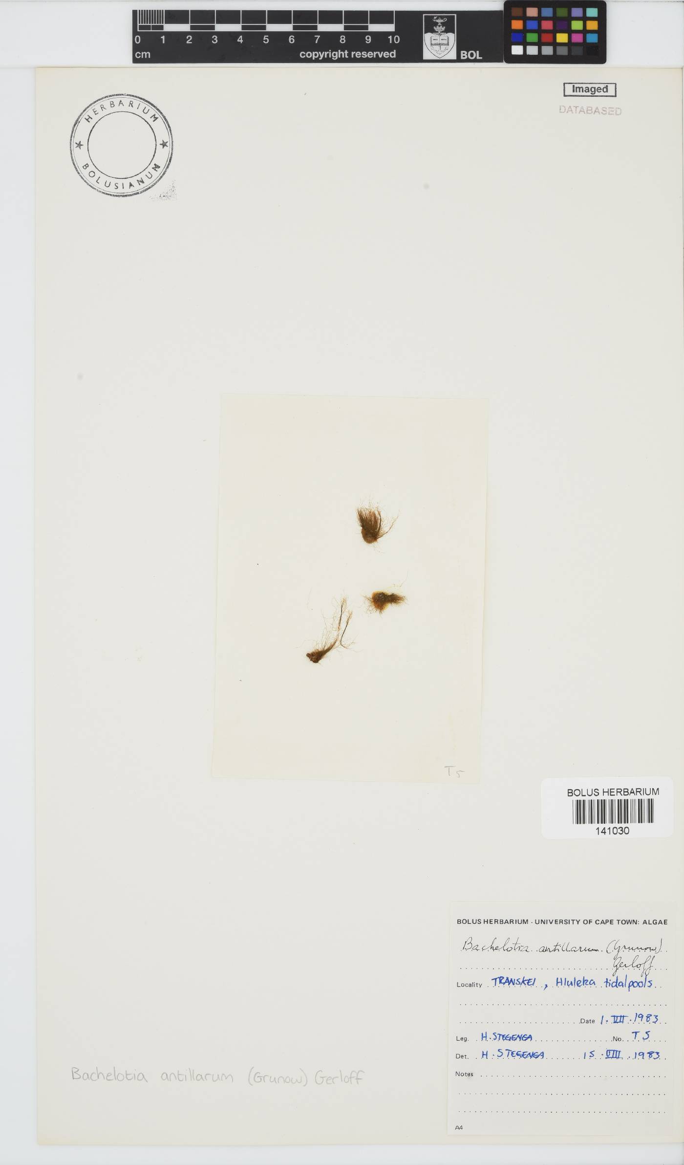 Bachelotia antillarum image