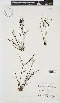 Brassicophycus sisymbrioides image