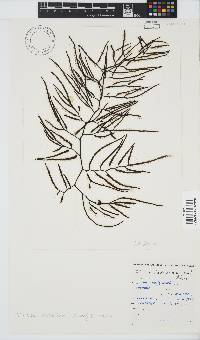 Brassicophycus sisymbrioides image