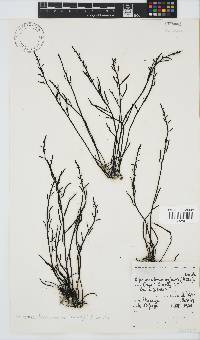 Brassicophycus sisymbrioides image