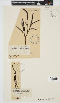 Brassicophycus sisymbrioides image