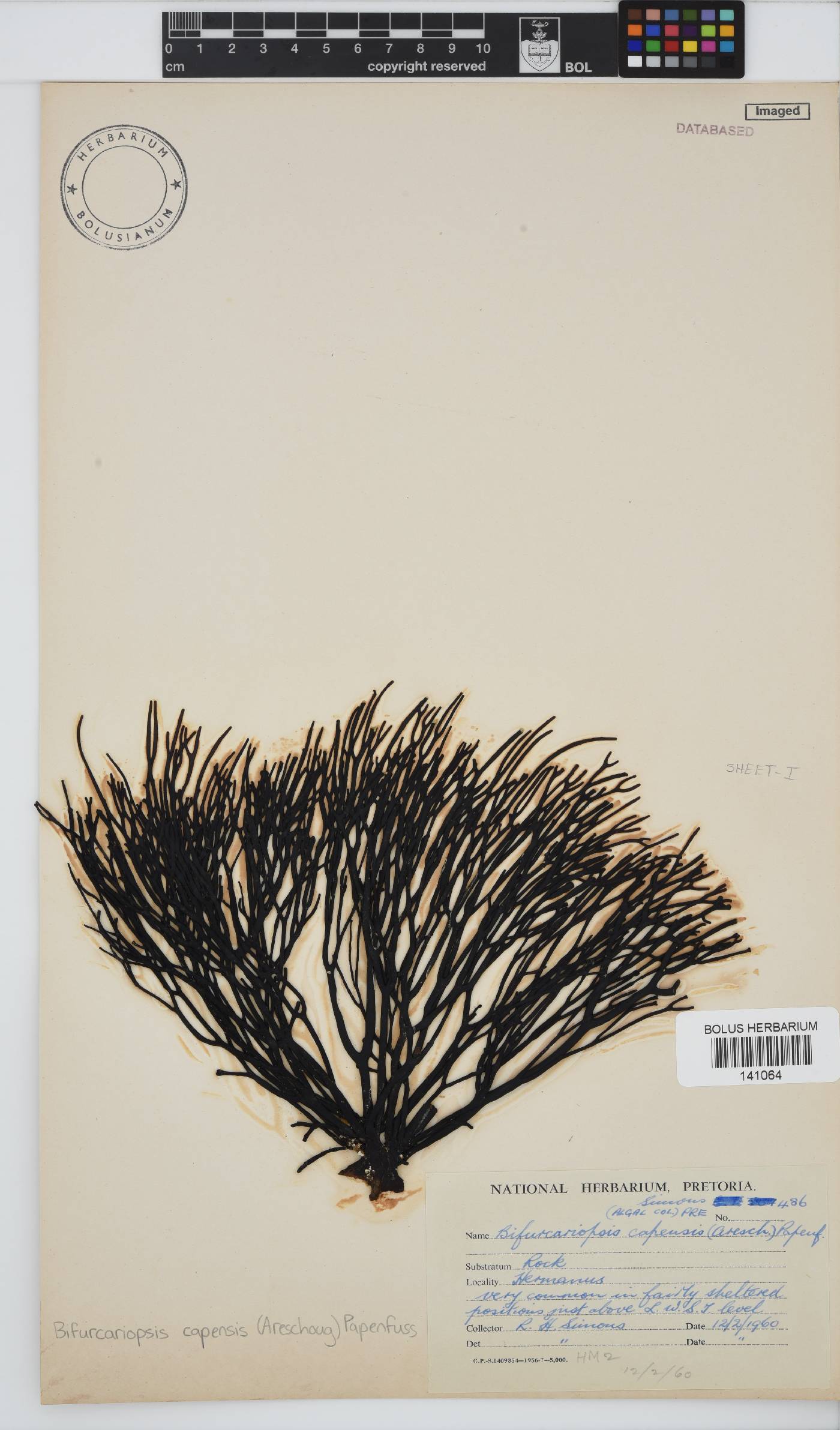 Bifurcariopsis capensis image