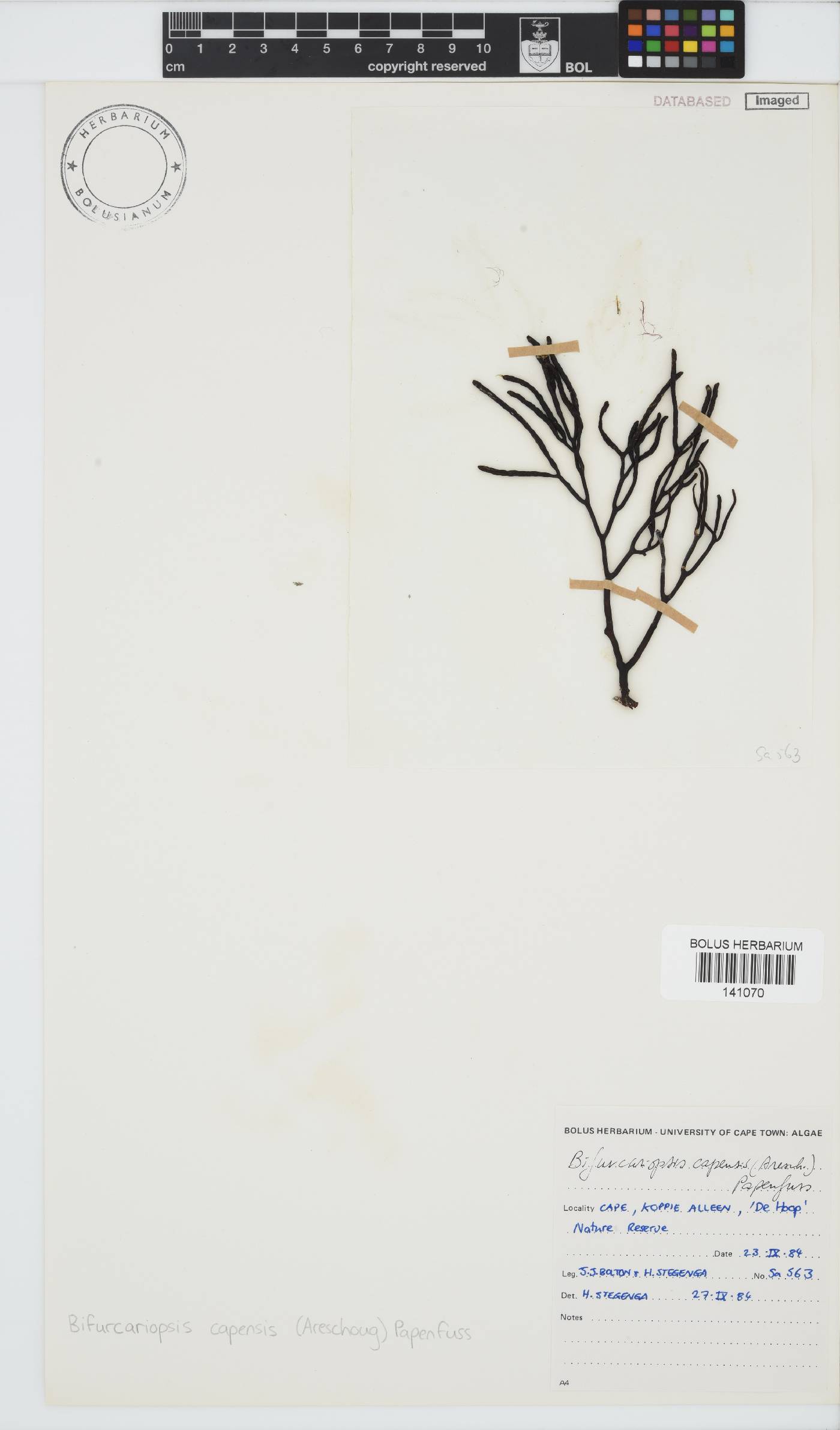 Bifurcariopsis capensis image