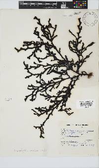Image of Oerstedtia scalaris