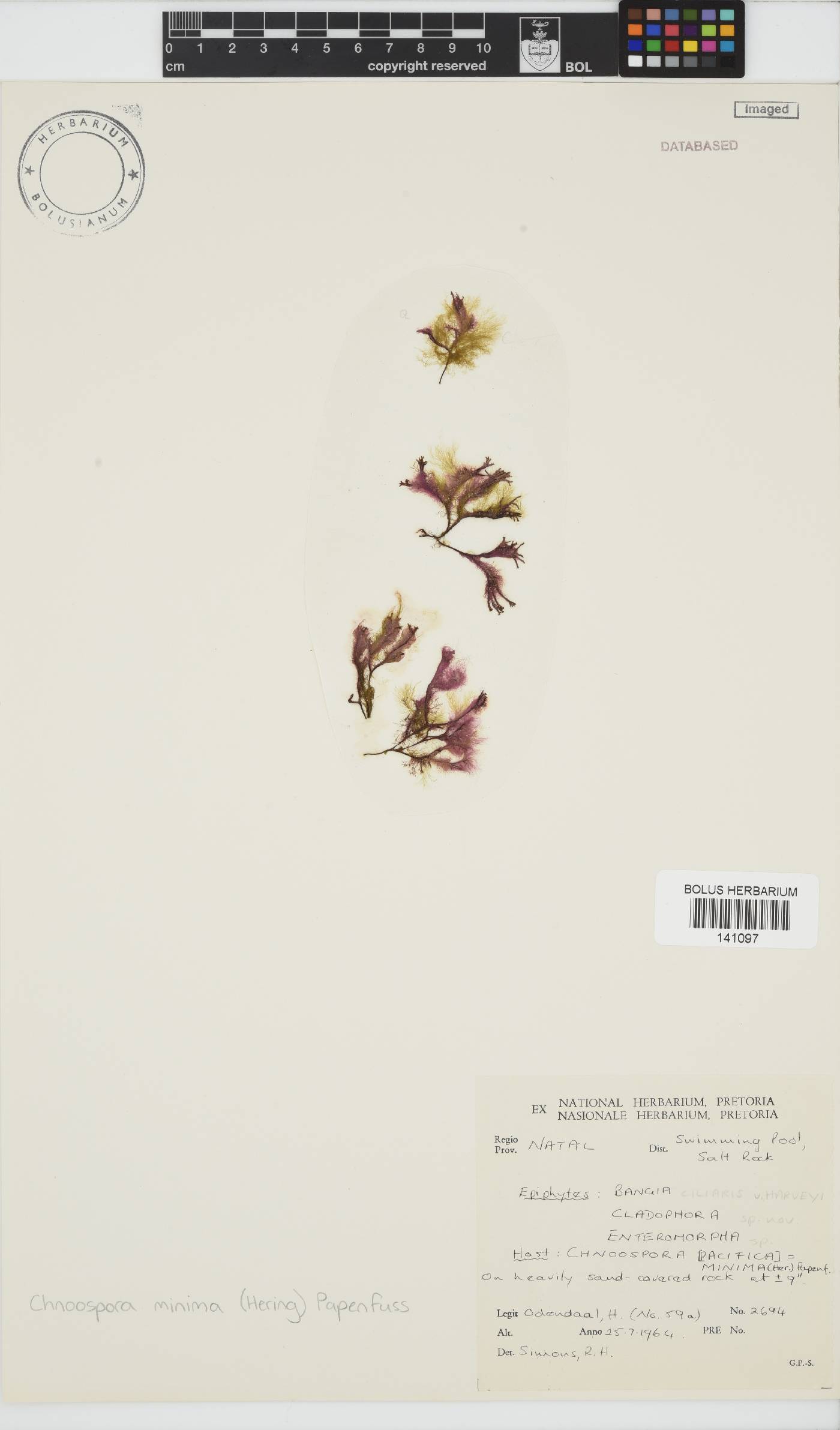 Chnoospora minima image