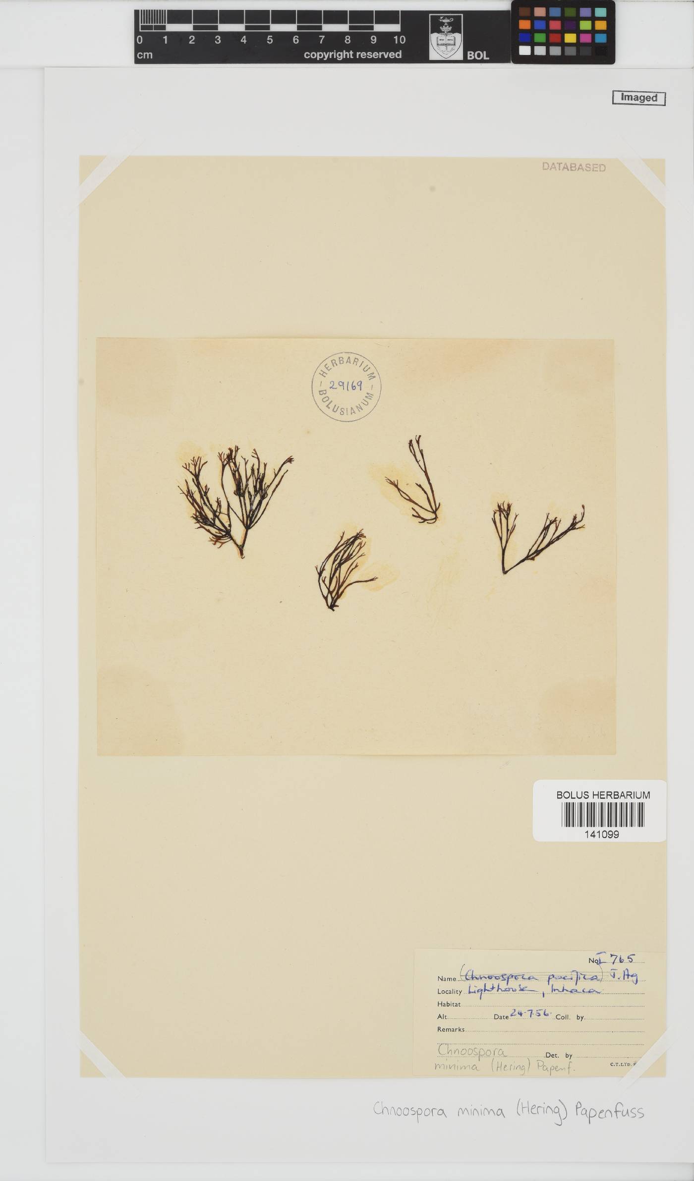 Chnoospora image
