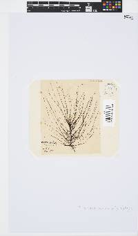 Chordariopsis capensis image