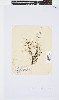 Chordariopsis capensis image