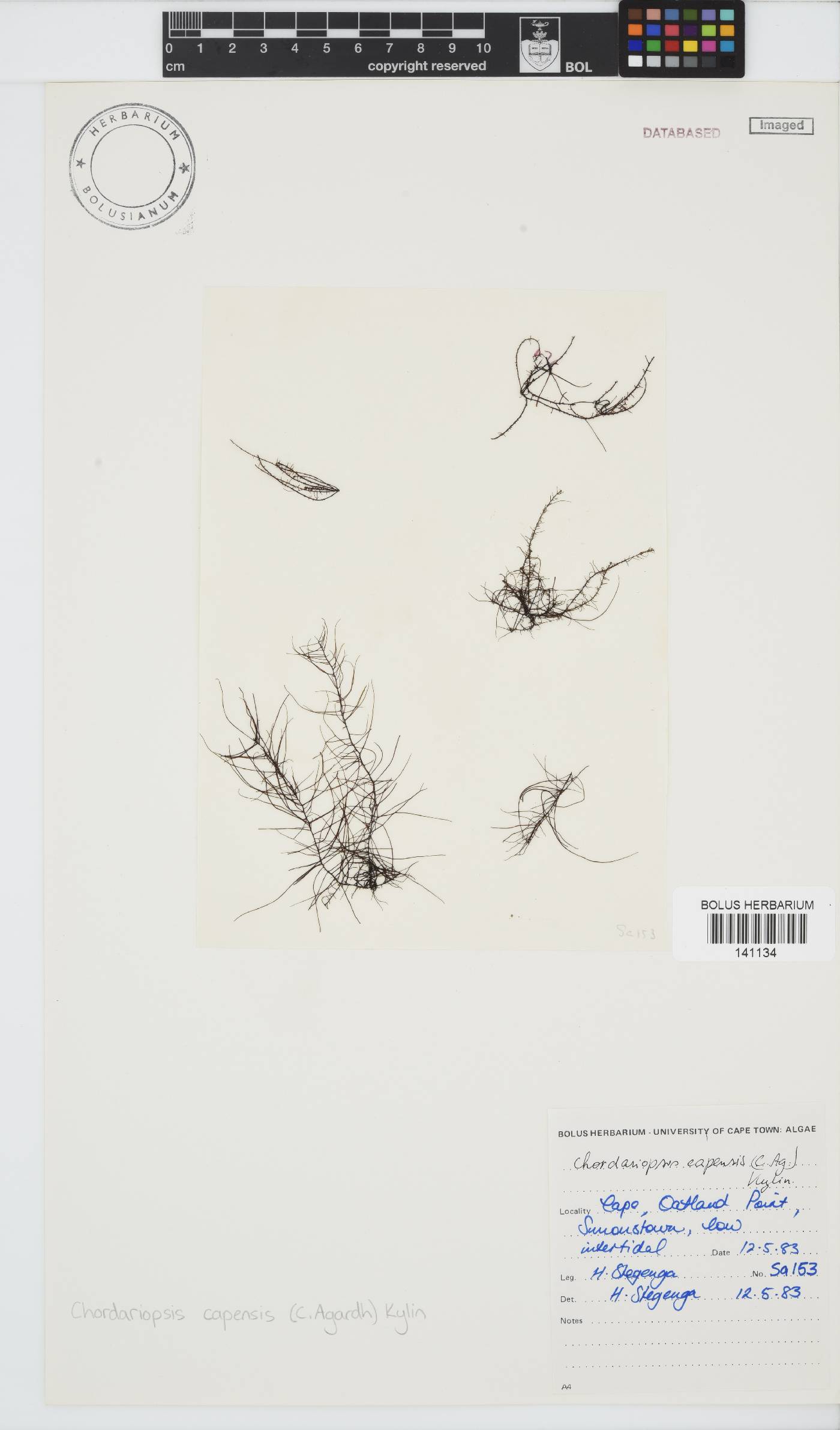 Chordariopsis capensis image