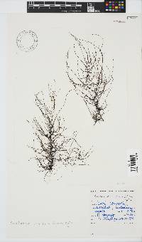Chordariopsis capensis image