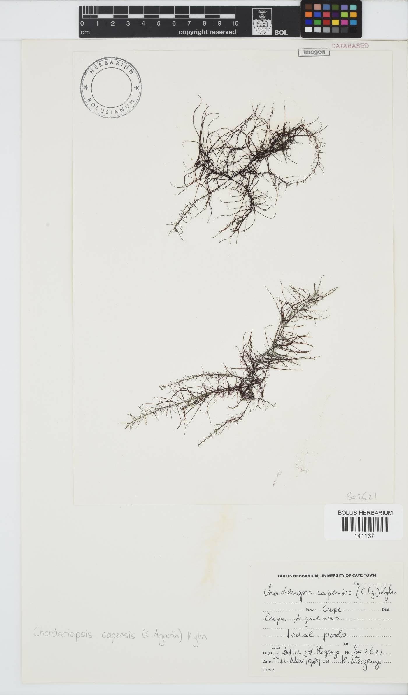 Chordariopsis capensis image