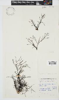 Cystophora fibrosa image