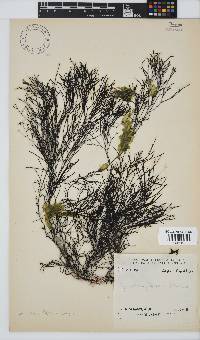 Cystophora fibrosa image