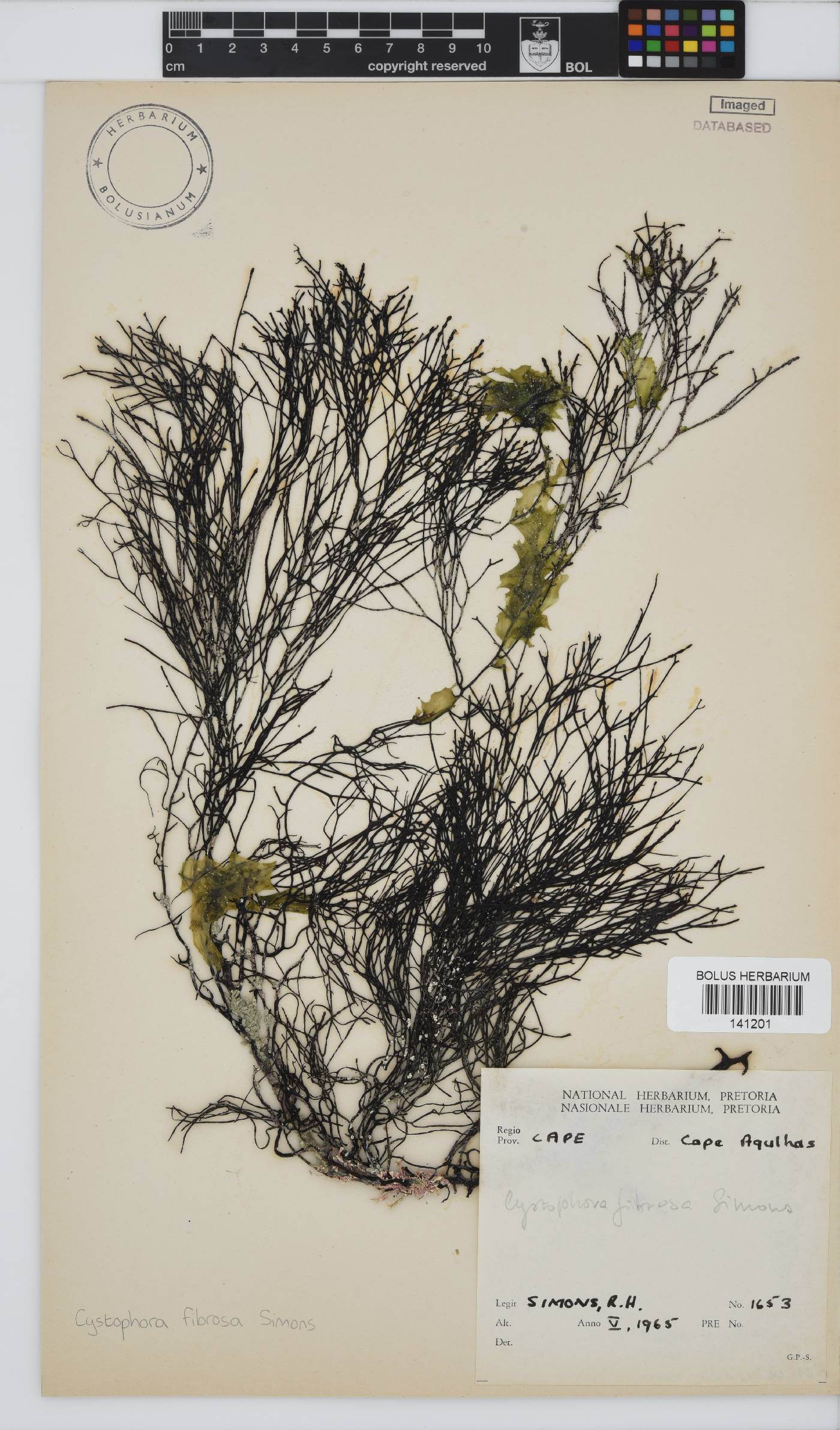Cystophora fibrosa image