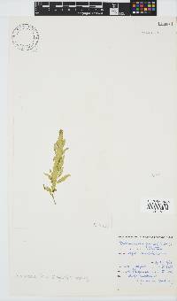 Desmarestia herbacea image