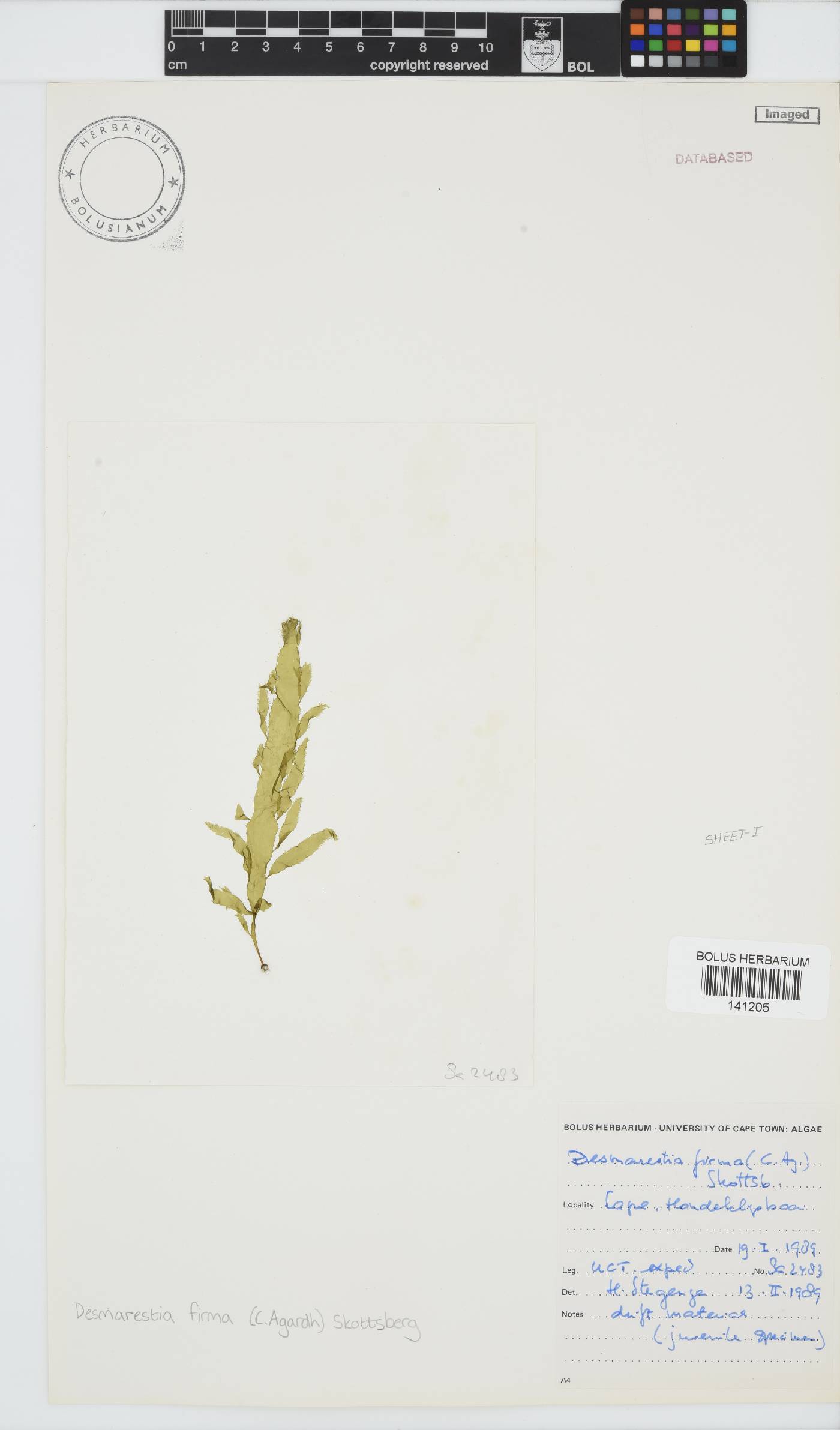 Desmarestiaceae image