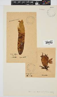Desmarestia herbacea image