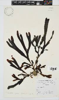 Dictyopteris ligulata image