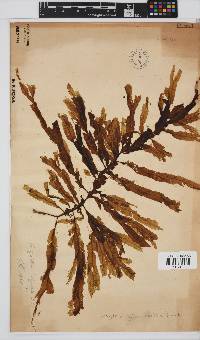 Dictyopteris ligulata image