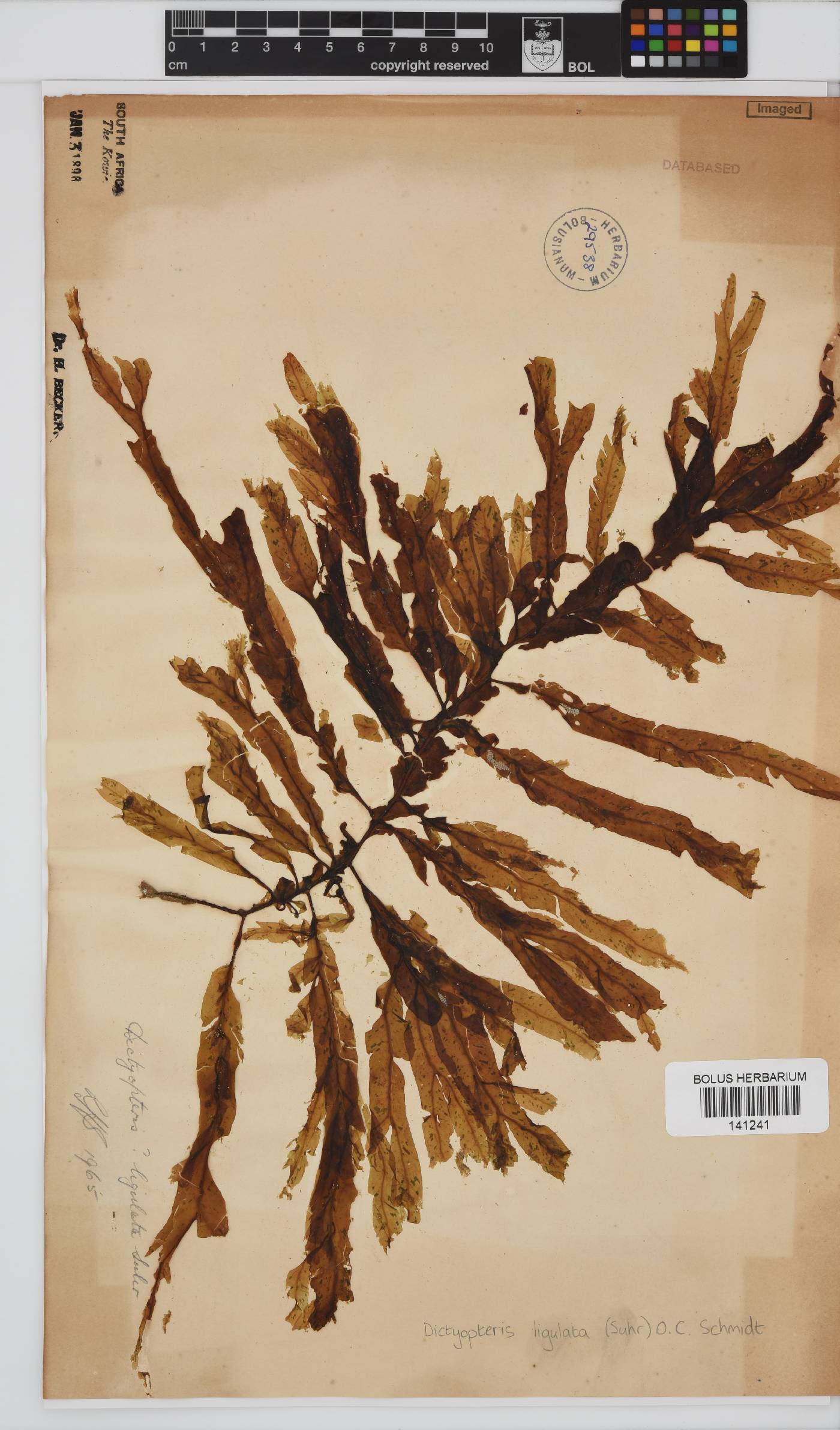 Dictyopteris ligulata image